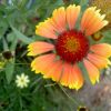 Quelques fleurs du jardin